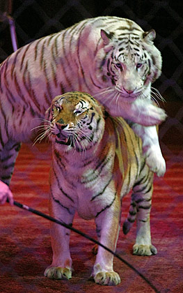 cirque Gruss - tigres