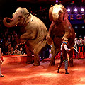 Cirque Gruss à Rouen , Mars 2007 - éléphants