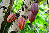 Côte d'Ivoire - Cacao