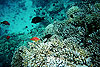 Egypte : poissons et coraux de mer rouge 