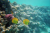 Egypte : poissons et coraux en mer rouge