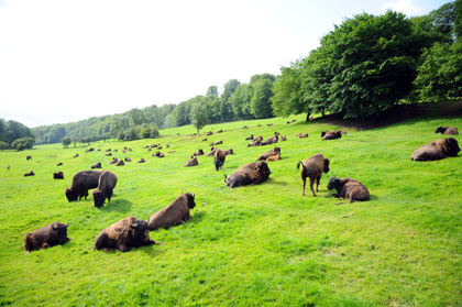 Elevage de bisons à Muchedent