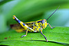 Insectes en Malaisie (2)