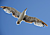 Oiseaux de mer à Essaouira