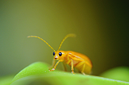 insecte du Sri Lanka