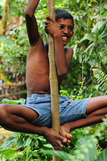 statuejeu dans les arbres au Sri-Lanka saint ouen