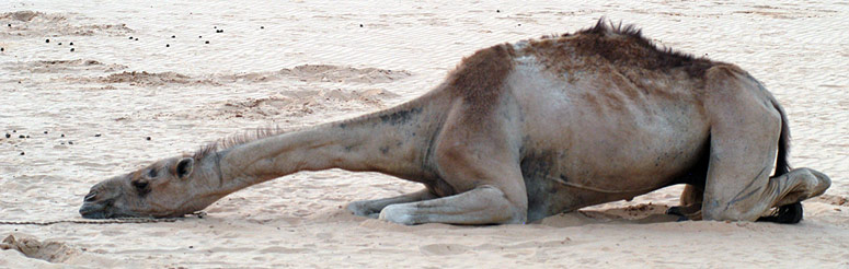 chameau dans le desert du Mali