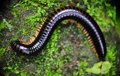 Faune en Côte d'Ivoire
