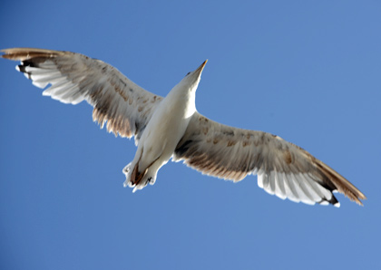 oiseaux de mer à Essaouira