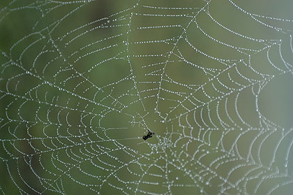 toiles d'arraignées - photos