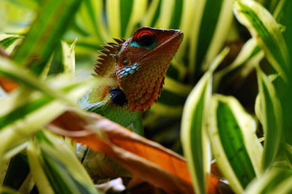 Animaux du Sri Lanka