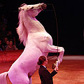 Cirque Gruss à Rouen , Mars 2007 - cheval et écuyère