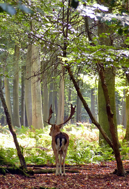 Cerf dans la foret Normande