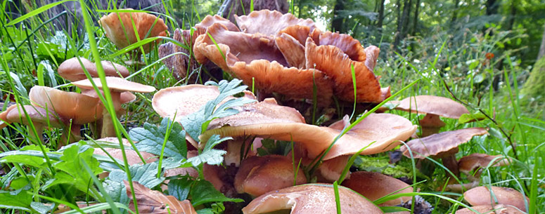 La période des champignons dans la fotet d'Eawy