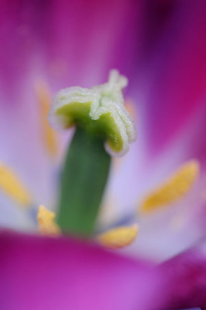 macro coeur de fleur