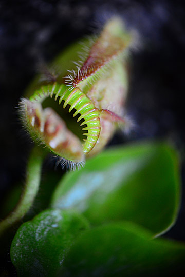 plante carnivore