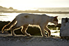 Chats à Essaouira