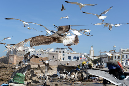 Mouettes à Essaouira