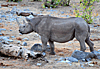 Parc Etosha