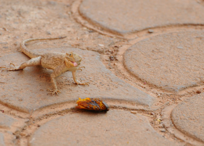 Animaux au Burkina Fasso