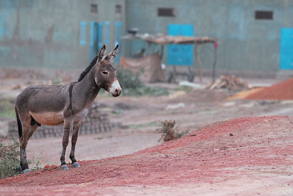 Animaux au Mali