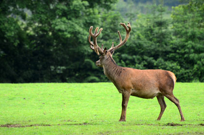 Cerf à Muchedent