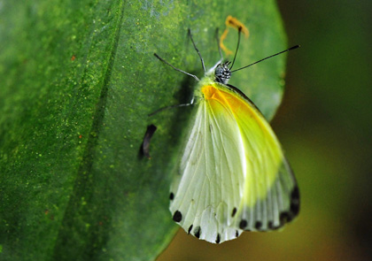 Faune en Côte d'Ivoire