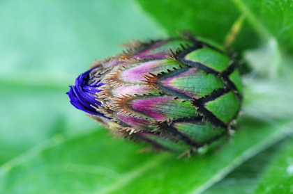 Macro jardin d'ArHome