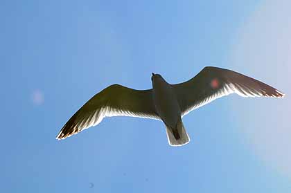 Mouettes en Manche