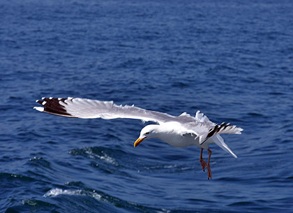 Mouette en vol