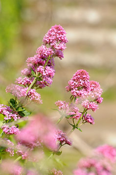 Nature à Chausey