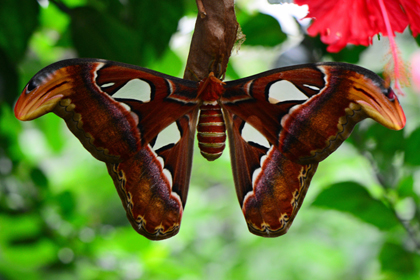 Papillons