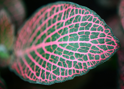 plantes à naturospace