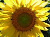 Fleurs de tournesols