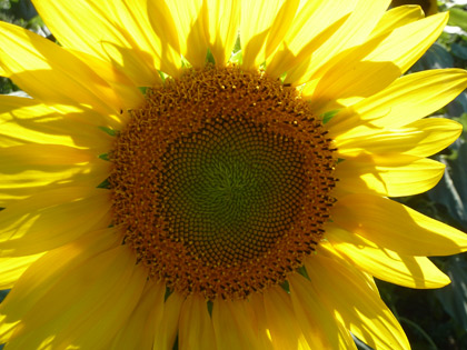 fleur de tournesol