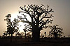 Baobabs