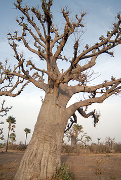 baobab