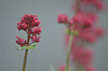 Fleurs dans le sud de l'Angleterre