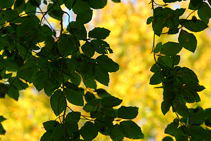 Forêt d'automne en Normandie 