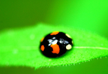 Insectes dans la fôret Normande