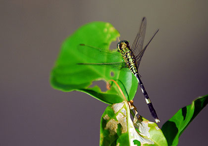 nature  à Bali