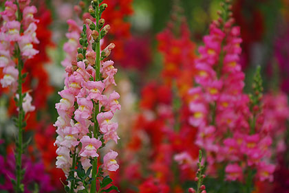 fleurs du Vietnam