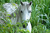 Chevaux en Normandie 