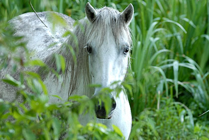 chevaux en Normandie