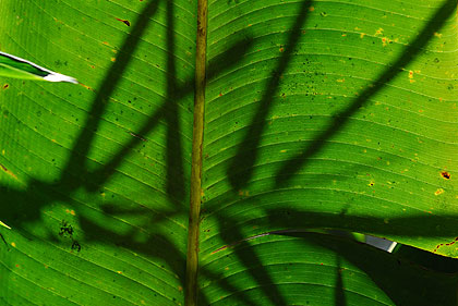 reflets de Bali