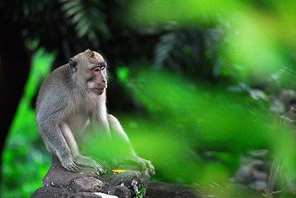 singes dans les arbres à Bali