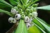 Maldives : Fleurs et végétation