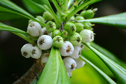 Fleurs dans les iles maldives