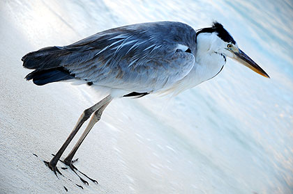 Héron aux iles Maldives dans l'océan Indien