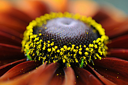 Fleurs du Québec